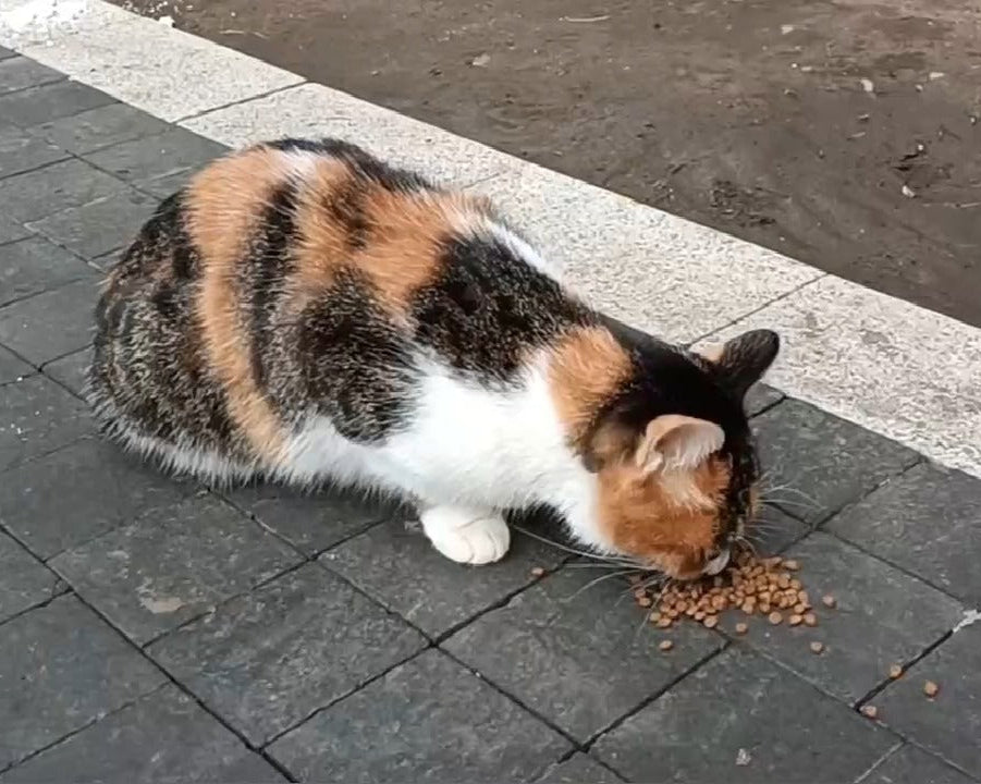 Rescue Plan for Stray Cats and Dogs