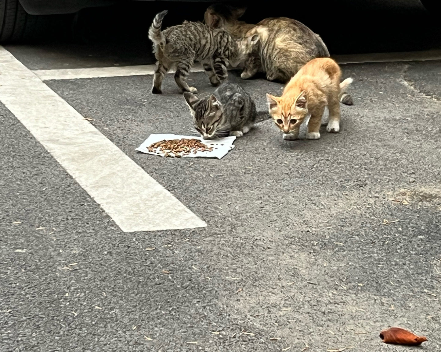 Rescue Plan for Stray Cats and Dogs