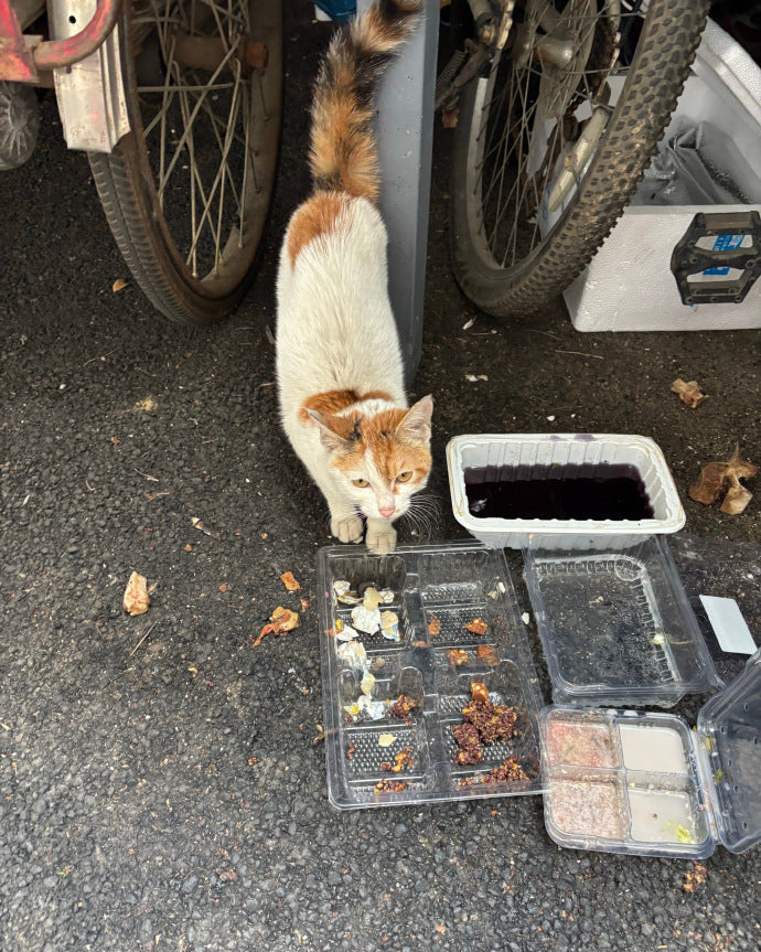 Rescue Plan for Stray Cats and Dogs